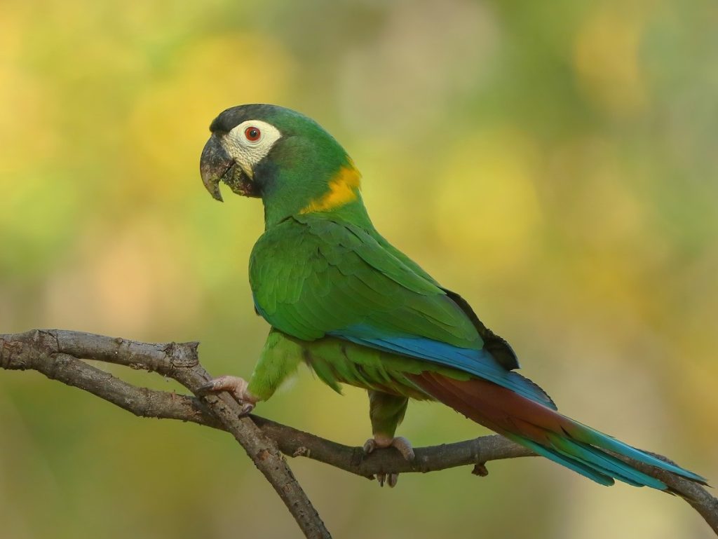 Vẹt Yellow Collared Macaw đẹp