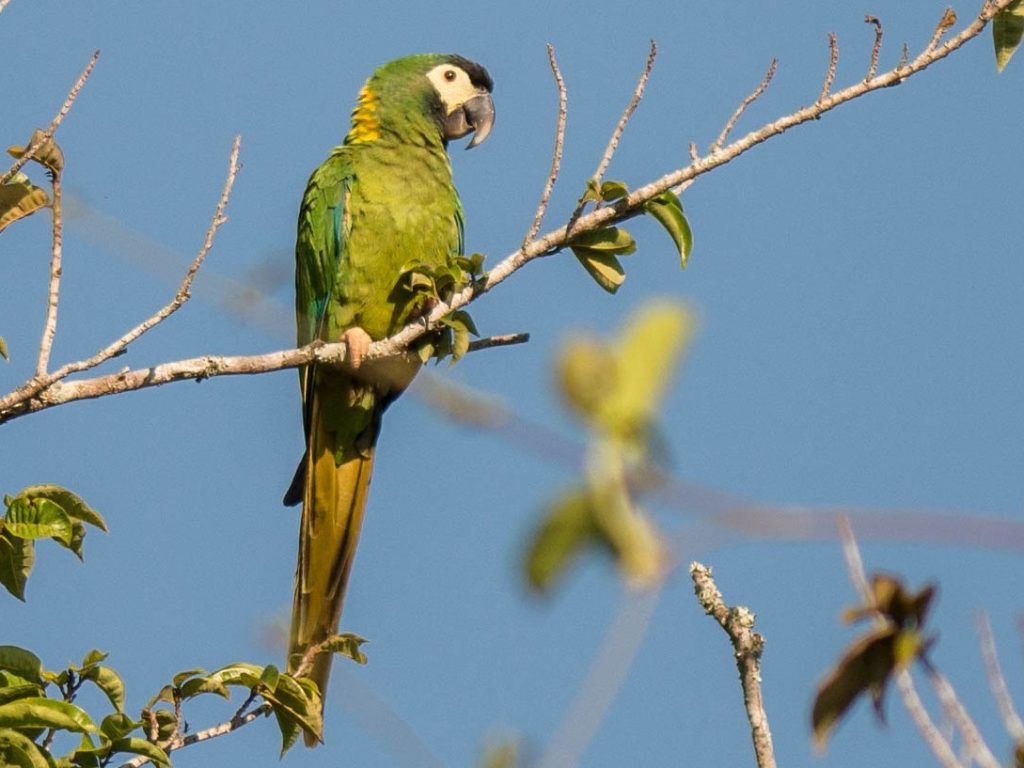 Vẹt Yellow Collared Macaw trưởng thành