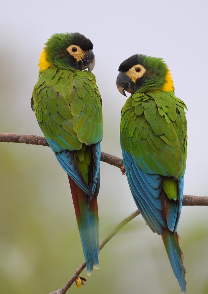Vẹt Yellow Collared Macaw bán ở đâu
