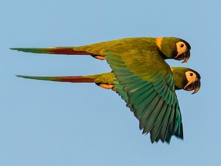 Vẹt Yellow Collared Macaw