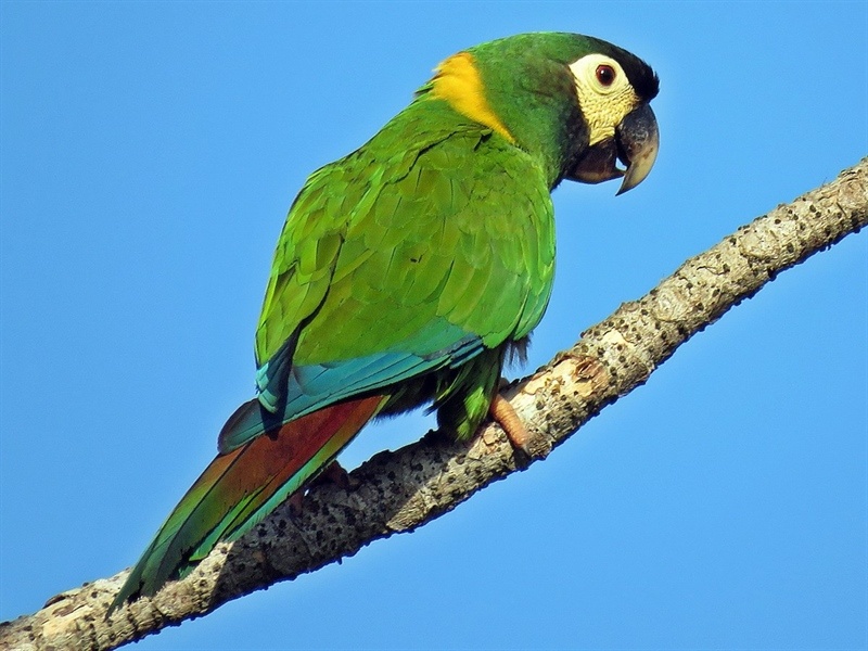 Vẹt Yellow Collared Macaw