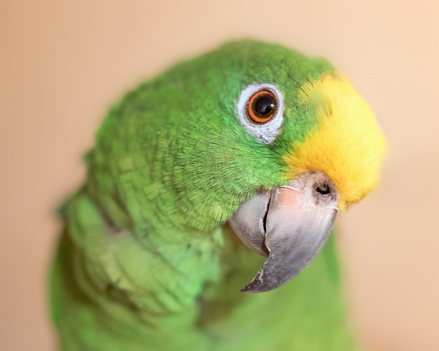 Vẹt Yellow Crowned Amazon đẹp