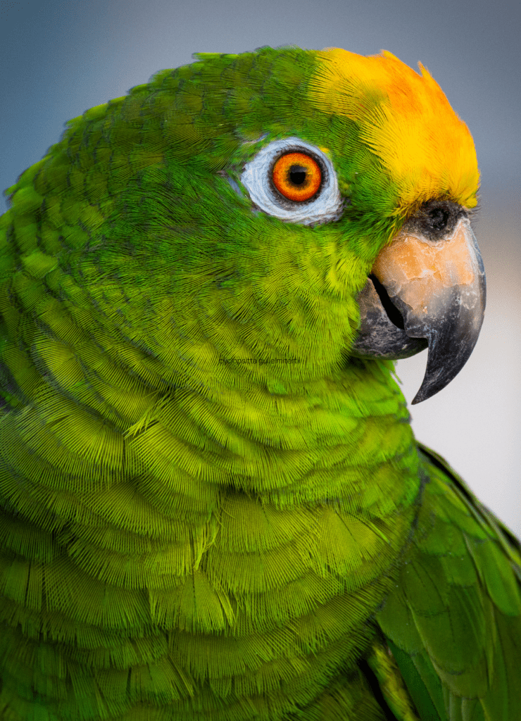 Yellow Crowned Amazon nói giỏ