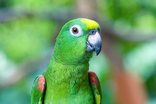 Yellow Crowned Amazon giá rẻ