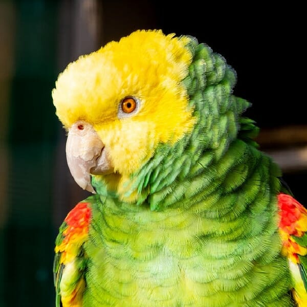 Yellow-headed Amazon