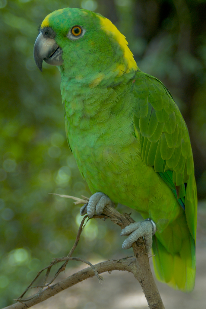Vẹt Yellow-naped Amazon