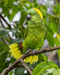 Vẹt Yellow-naped Amazon đẹp