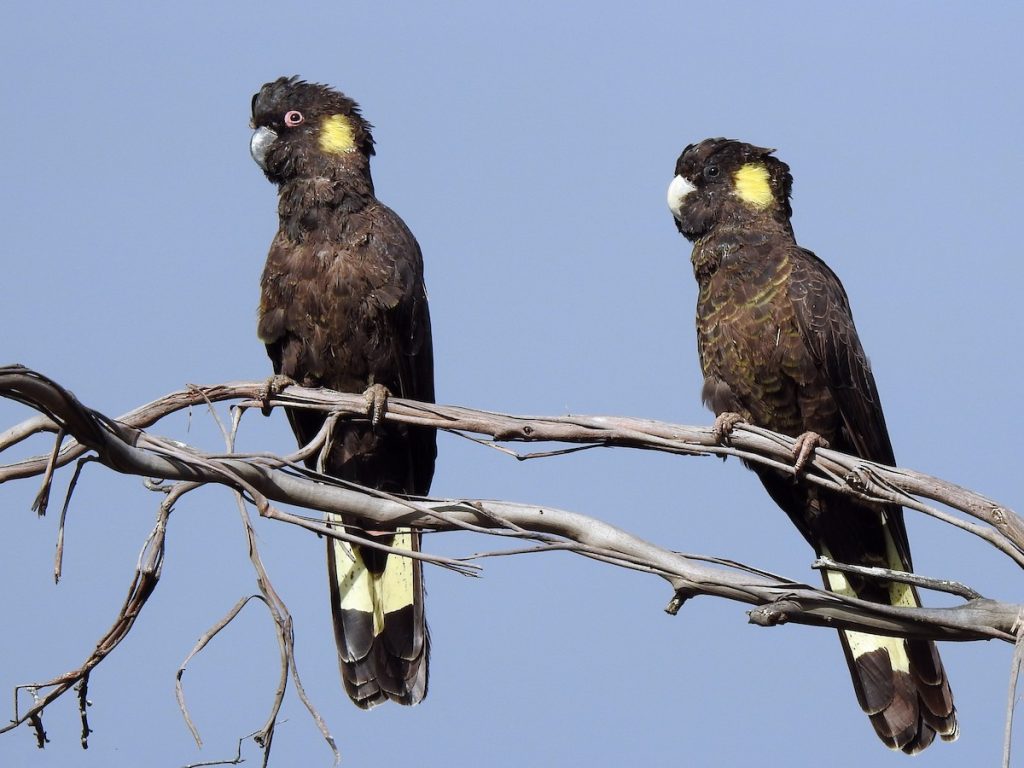 Vẹt Yellow Tailed Black Cockatoo