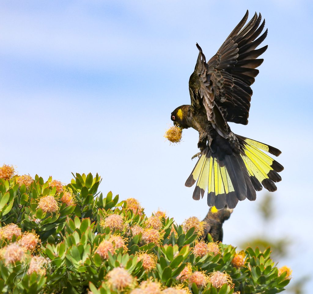 Vẹt Yellow Tailed Black Cockatoo