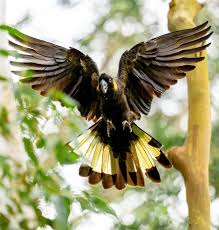 Vẹt Yellow Tailed Black Cockatoo
