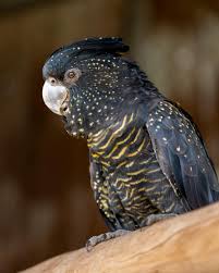 Vẹt Red-tailed Black Cockatoo