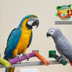 CẦU ĐẬU MÀI MÓNG CHO VẸT MACAW - AMAZON - XÁM CHÂU PHI - Ảnh 8