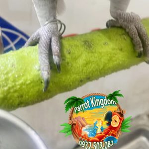 CẦU ĐẬU MÀI MÓNG CHO VẸT MACAW - AMAZON - XÁM CHÂU PHI - Ảnh 3