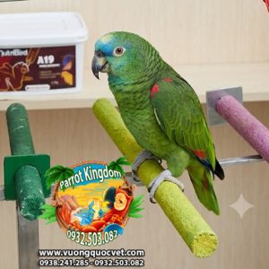 CẦU ĐẬU MÀI MÓNG CHO VẸT MACAW - AMAZON - XÁM CHÂU PHI - Ảnh 2