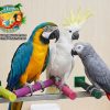 CẦU ĐẬU MÀI MÓNG CHO VẸT MACAW - AMAZON - XÁM CHÂU PHI