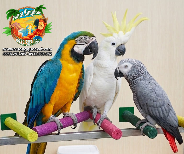 CẦU ĐẬU MÀI MÓNG CHO VẸT MACAW - AMAZON - XÁM CHÂU PHI