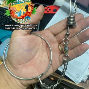 Dây xích chân vẹt Blue and gold Macaw - Ảnh 4
