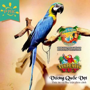 Dây xích chân vẹt Blue and gold Macaw