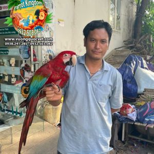 Dây xích chân vẹt Green Winged Macaw - Ảnh 3