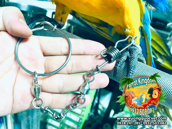 Dây Xích Chân Vẹt Macaw Sợi Ngắn Đứng Cầu