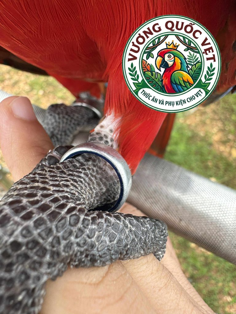 Địa chỉ mua bán vẹt Scarlet Macaw uy tín có đầy đủ giấy tờ