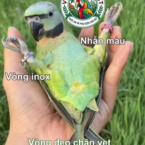 VÒNG INOX ĐEO CHÂN VẸT NGỰC HỒNG (SIZE 7) - Ảnh 2