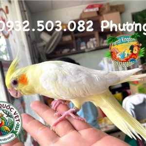 Vòng Đeo Chân Vẹt Cockatiel - Phụ Kiện Định Danh Hoàn Hảo
