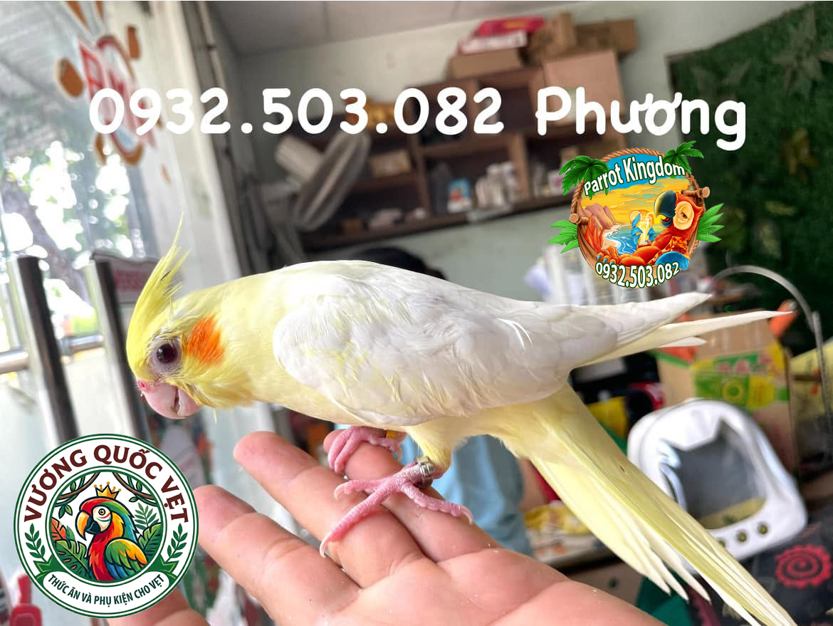 Vòng Đeo Chân Vẹt Cockatiel - Phụ Kiện Định Danh Hoàn Hảo