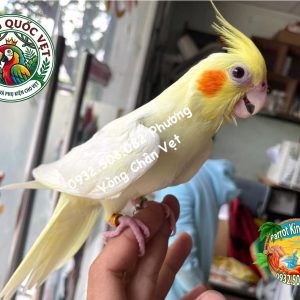 Vòng Đeo Chân Vẹt Cockatiel - Phụ Kiện Định Danh Hoàn Hảo - Ảnh 2