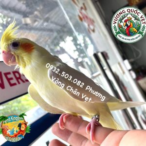Vòng Đeo Chân Vẹt Cockatiel - Phụ Kiện Định Danh Hoàn Hảo - Ảnh 7