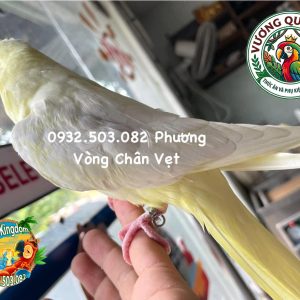 Vòng Đeo Chân Vẹt Cockatiel - Phụ Kiện Định Danh Hoàn Hảo - Ảnh 6
