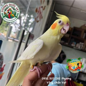 Vòng Đeo Chân Vẹt Cockatiel - Phụ Kiện Định Danh Hoàn Hảo - Ảnh 5