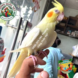 Vòng Đeo Chân Vẹt Cockatiel - Phụ Kiện Định Danh Hoàn Hảo - Ảnh 4