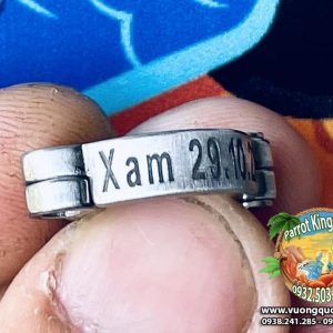 Vòng inox đeo chân vẹt xám châu phi - Ảnh 16