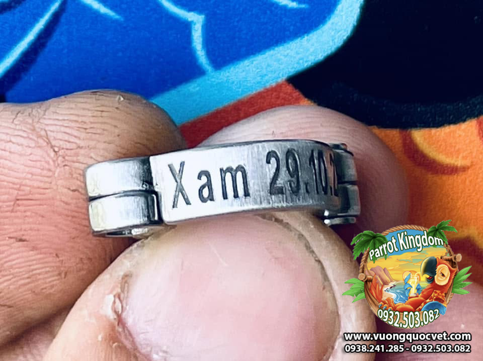 Vòng inox đeo chân vẹt xám châu phi - Ảnh 16