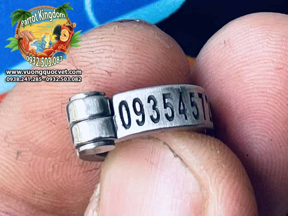 Vòng inox đeo chân vẹt xám châu phi - Ảnh 14