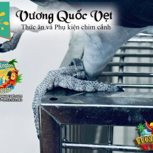 Vòng inox đeo chân vẹt xám châu phi - Ảnh 11