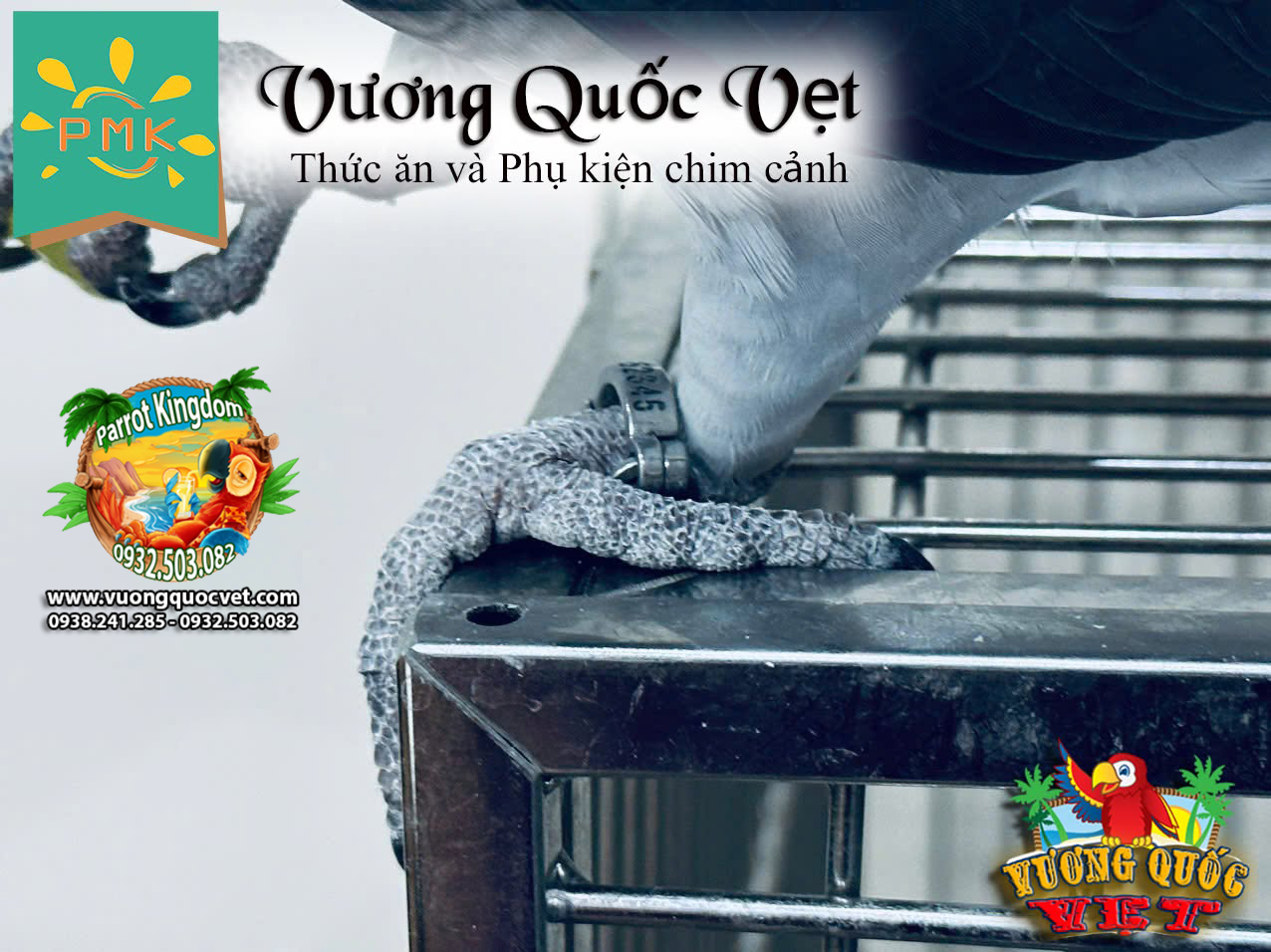 Vòng inox đeo chân vẹt xám châu phi - Ảnh 11