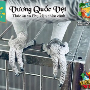 Vòng inox đeo chân vẹt xám châu phi - Ảnh 10