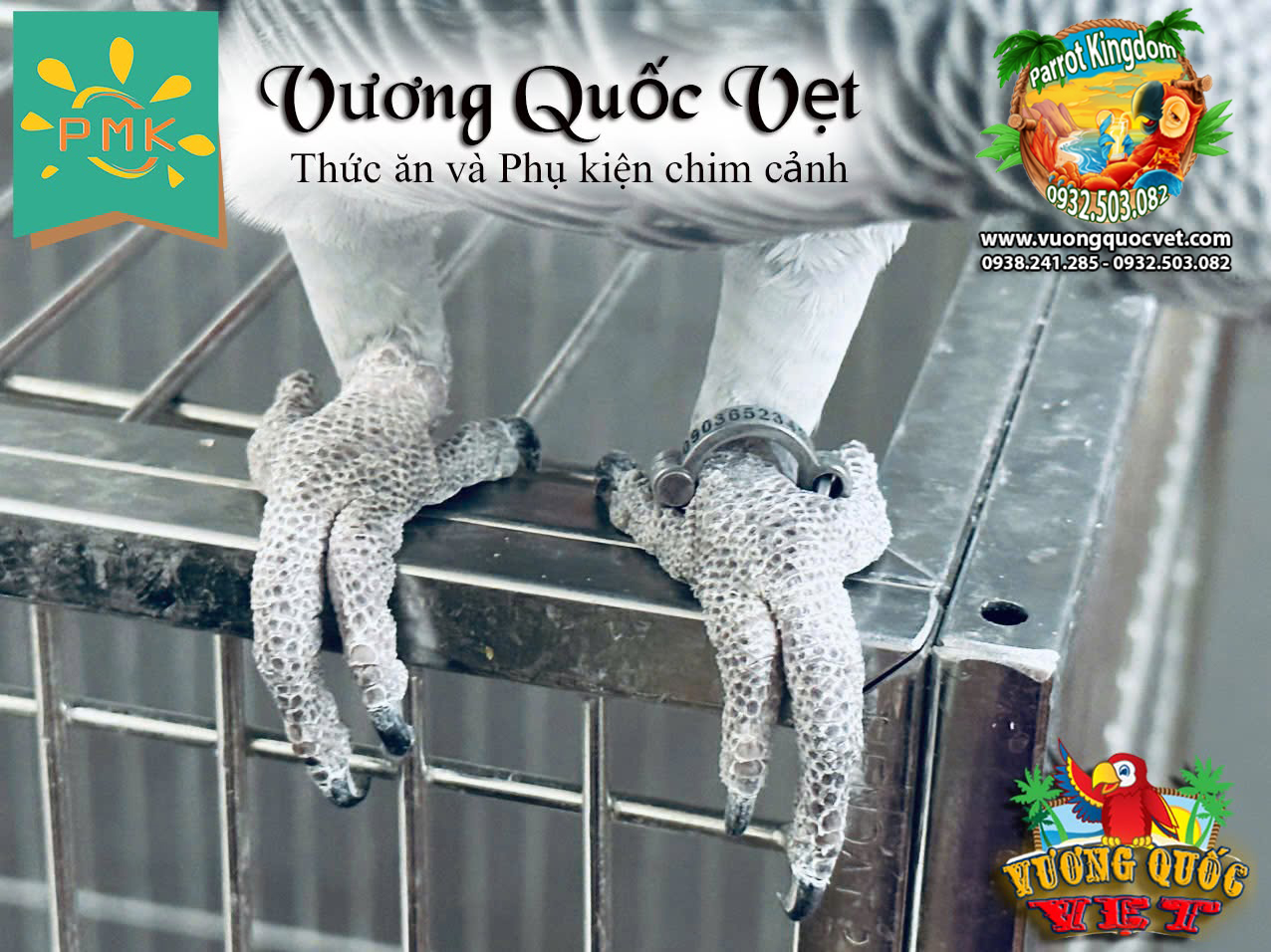 Vòng inox đeo chân vẹt xám châu phi - Ảnh 10