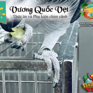 Vòng inox đeo chân vẹt xám châu phi - Ảnh 9