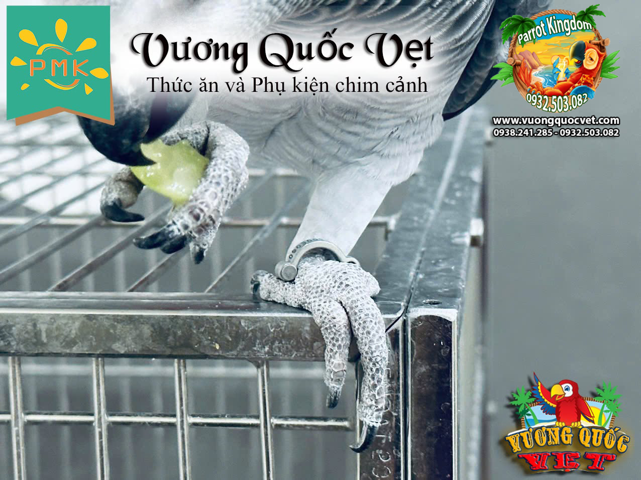 Vòng inox đeo chân vẹt xám châu phi - Ảnh 9