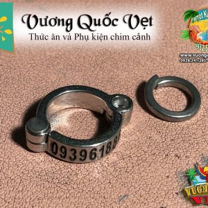 Vòng inox đeo chân vẹt xám châu phi - Ảnh 7