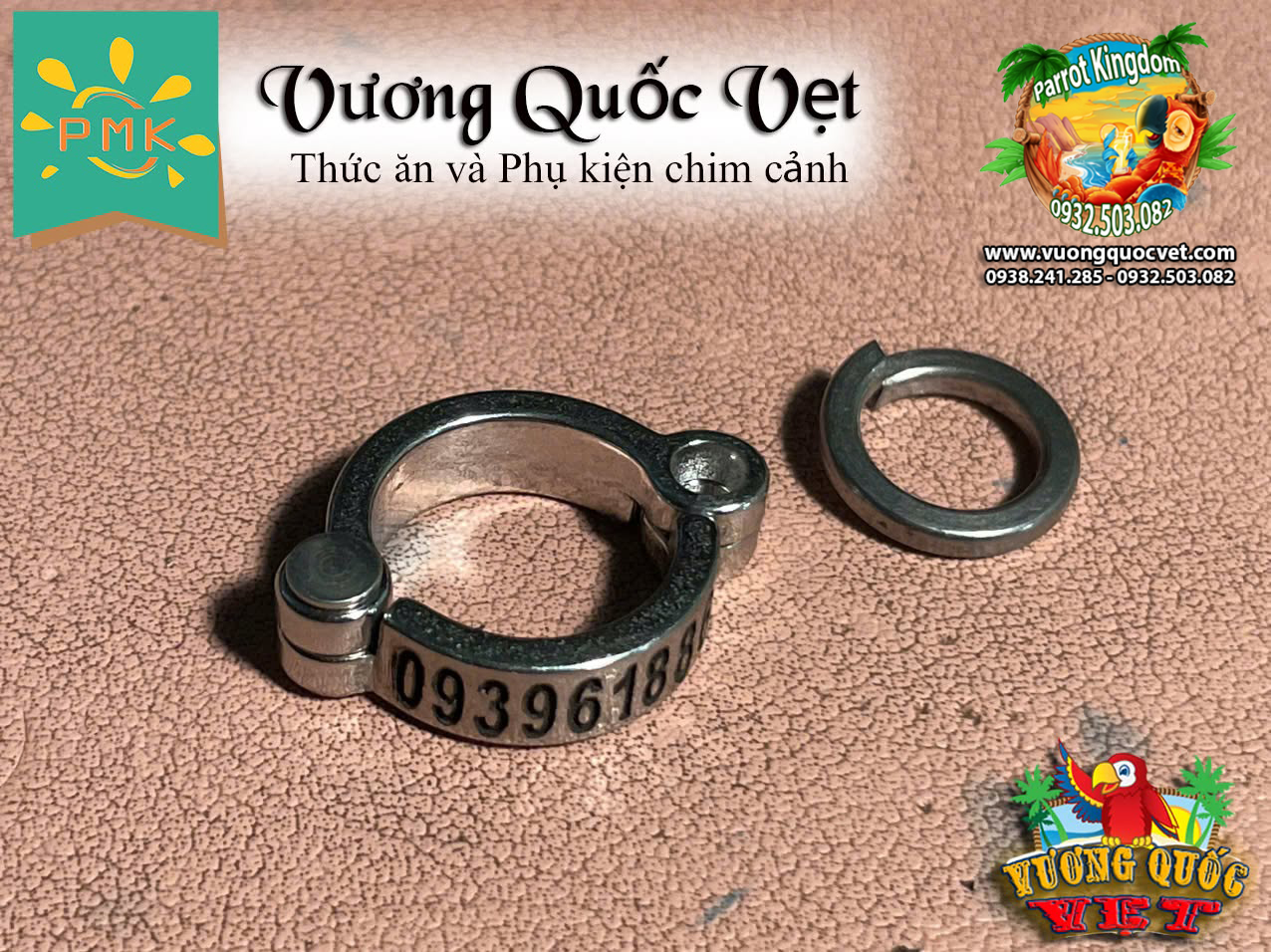 Vòng inox đeo chân vẹt xám châu phi - Ảnh 7