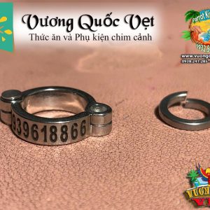 Vòng inox đeo chân vẹt xám châu phi - Ảnh 6