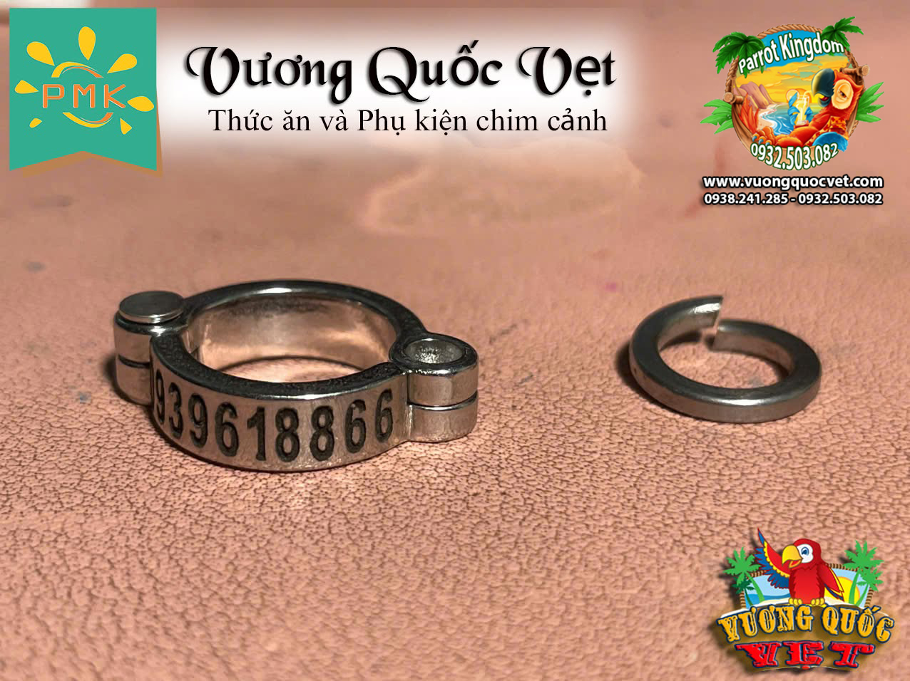 Vòng inox đeo chân vẹt xám châu phi - Ảnh 6