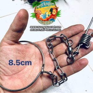 Dây xích chân vẹt Green Winged Macaw - Ảnh 5