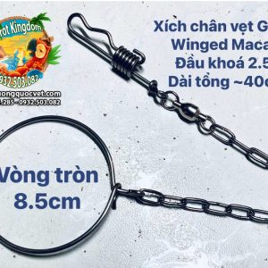 Dây xích chân vẹt Green Winged Macaw - Ảnh 7