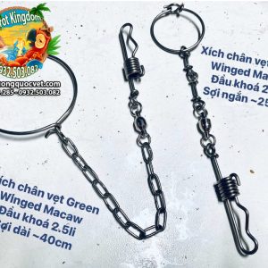 Dây xích chân vẹt Green Winged Macaw - Ảnh 9