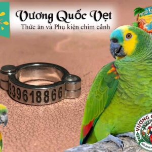 Cách đeo vòng chân inox cho vẹt Amazon an toàn